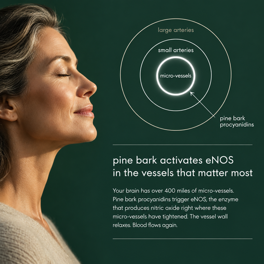 Imlee© French Pine Bark Extract