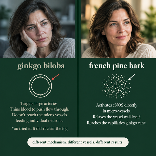 Imlee© French Pine Bark Extract
